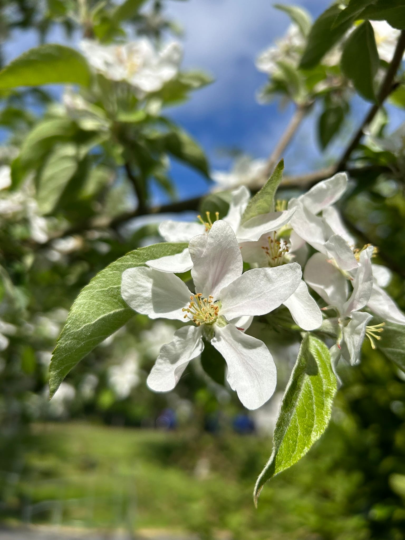 Photo of crab apple blossoms in spring