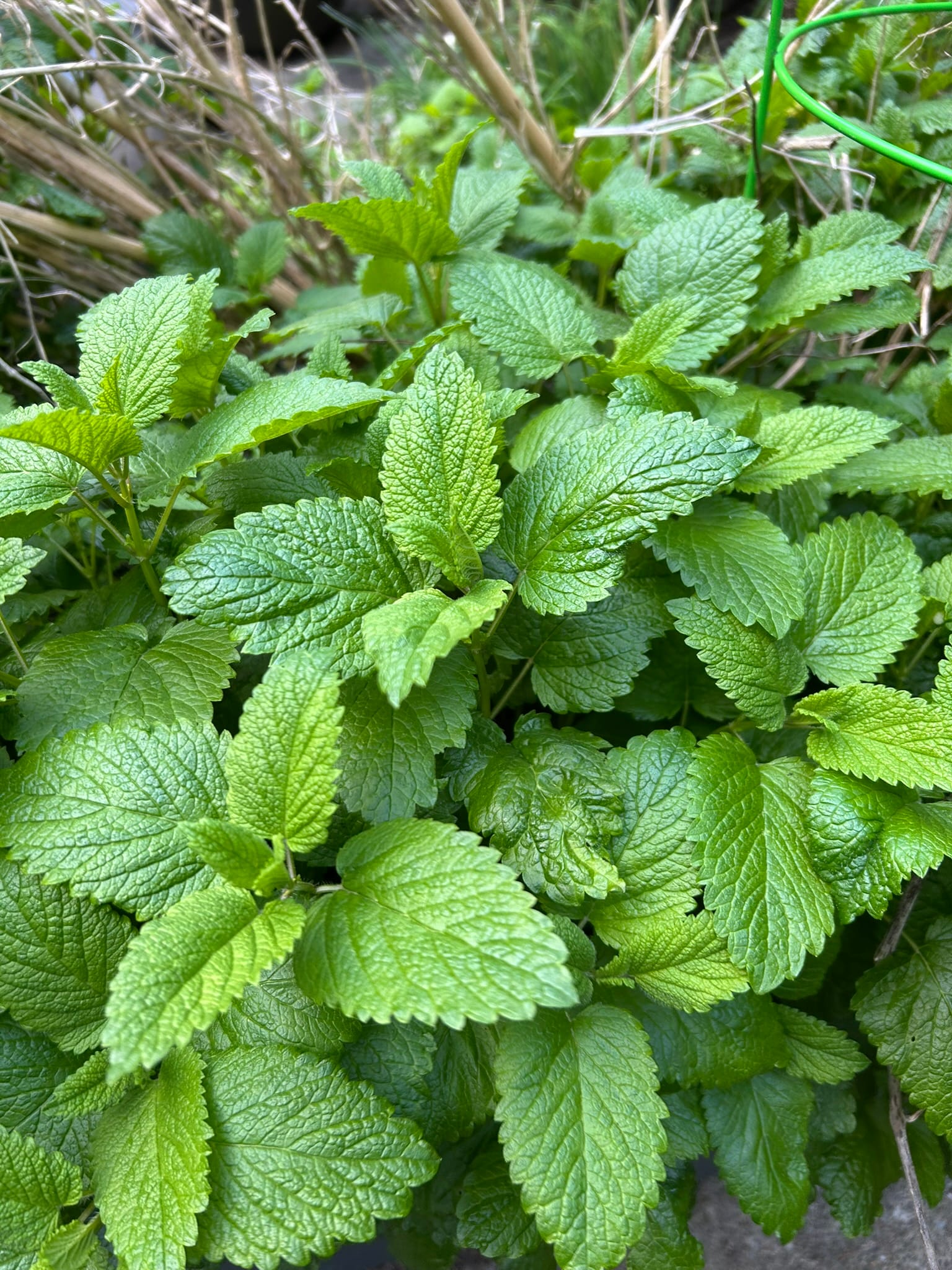 Photo of lemon balm