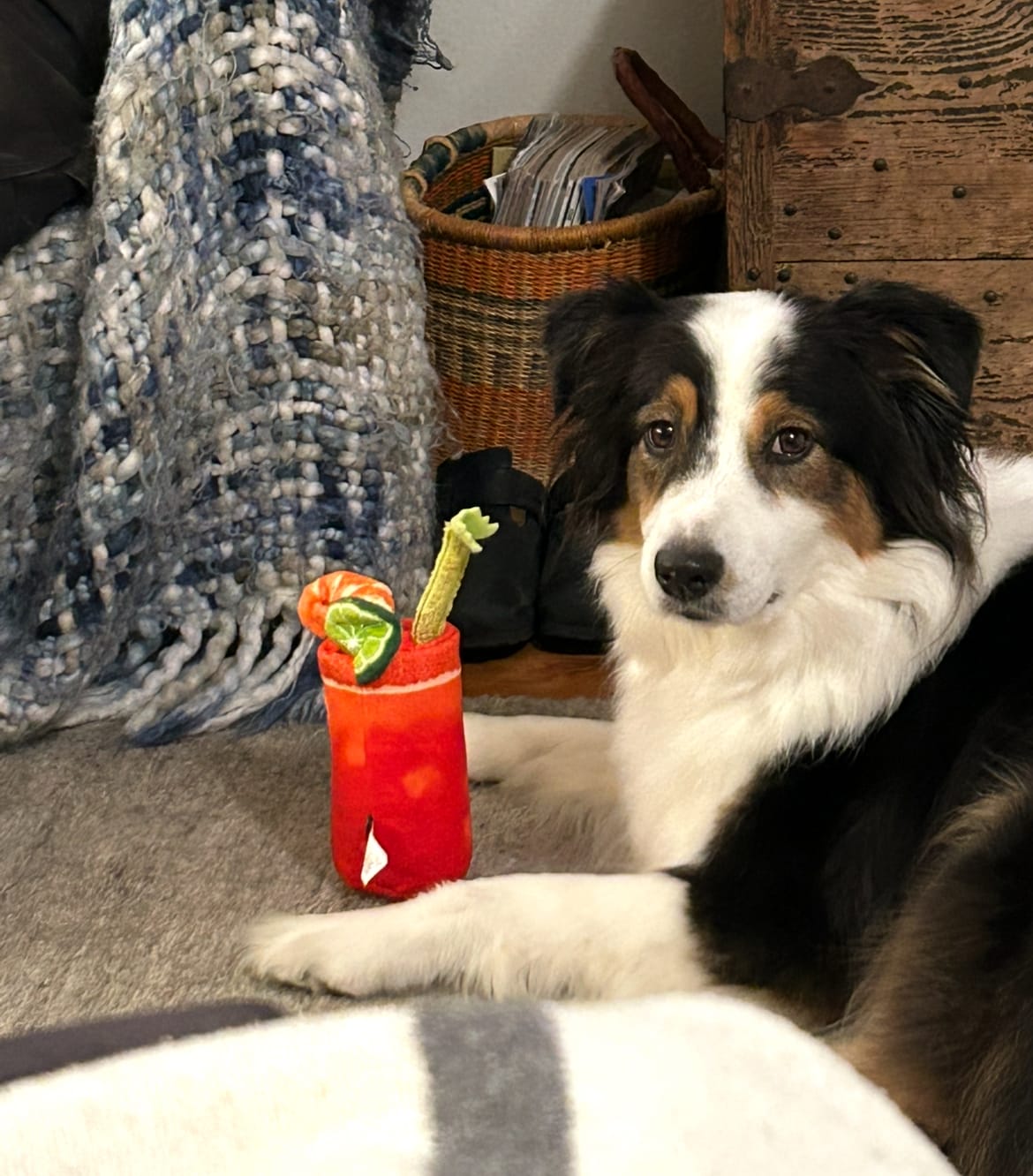A white, black, and brown Australian Shepherd dog with a red stuffed toy that looks like a cocktail.  