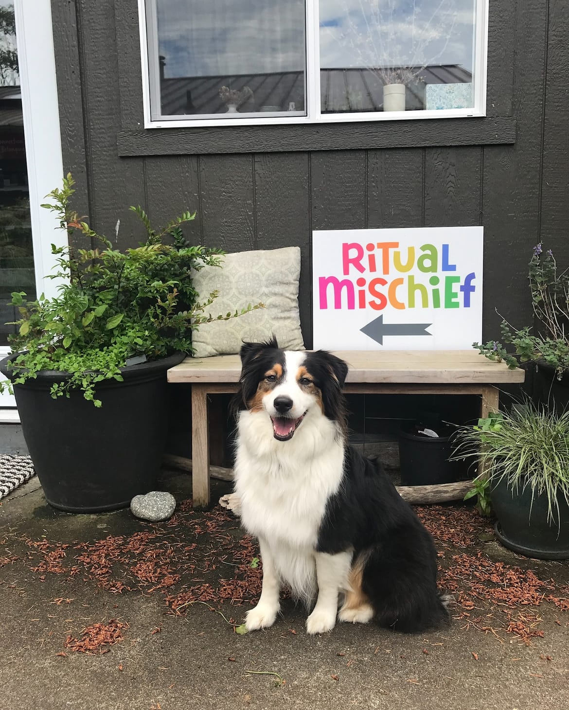 A photo of an black and white Australian shepherd dog with a rainbow-colored "Ritual Mischief" sign beside her and an arrow pointing to her.