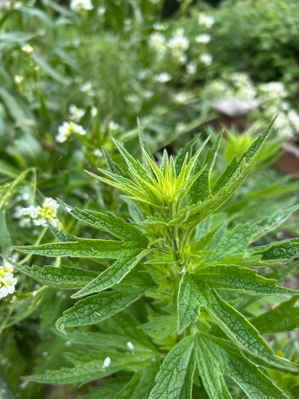 Photo of a bright green Motherwort plant with a white-flowering horseradish plant behind her