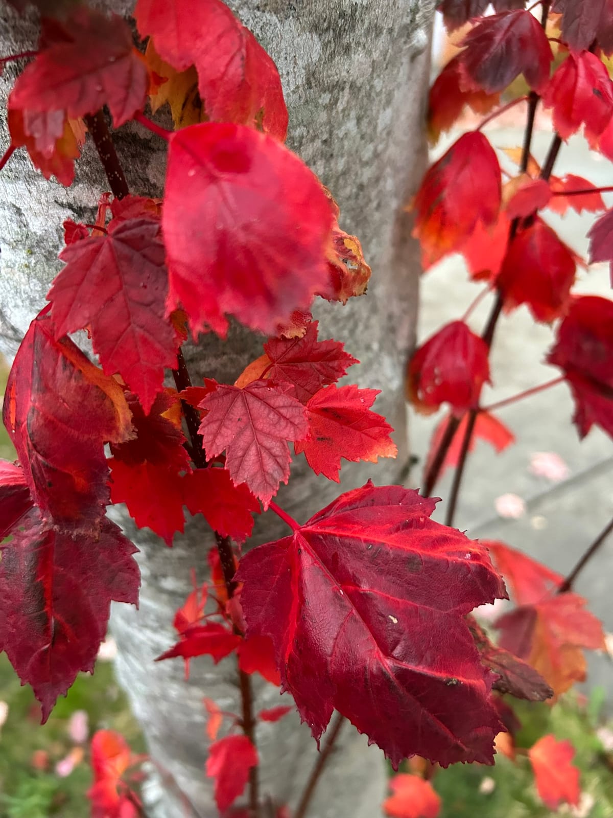 Bright red fall leaves grow up from shoots against a gray tree trunk in early winter
