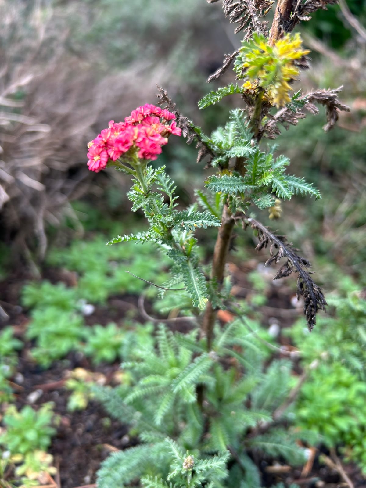 Photo of a green yarrow plant in wintertime with some leaves dead and one stem blooming with pink flowers