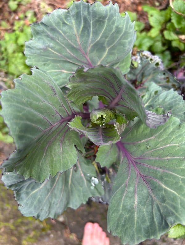 An emerging gray-green and purple-veined plant, likely kale, in our garden. Plus, my toes.