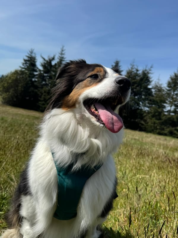 A black, white, and brown Australian shepherd dog smiles in a green field with blue sky and trees behind her.