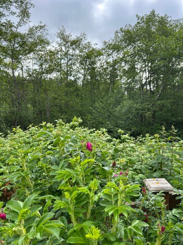 Photo with abundant wild roses in the foreground, trees in the middle ground, and blue-ish sky in the background.