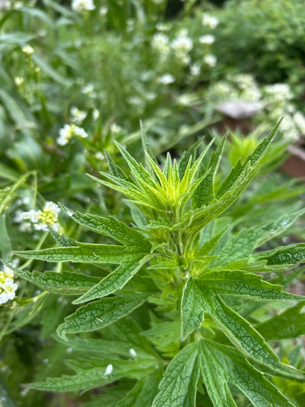 Photo of a bright green Motherwort plant with a white-flowering horseradish plant behind her