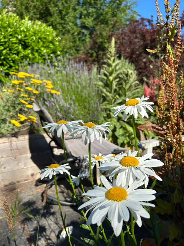 White daisies with yellow centers are in focus while many other plants and flowers, and the blue sky, are lightly blurred out in the background.