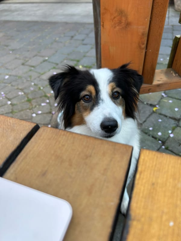 A black, white, and brown Australian shepherd dog with wise brown eyes sits on cobblestones beside a table and looks up, offering dog advice 