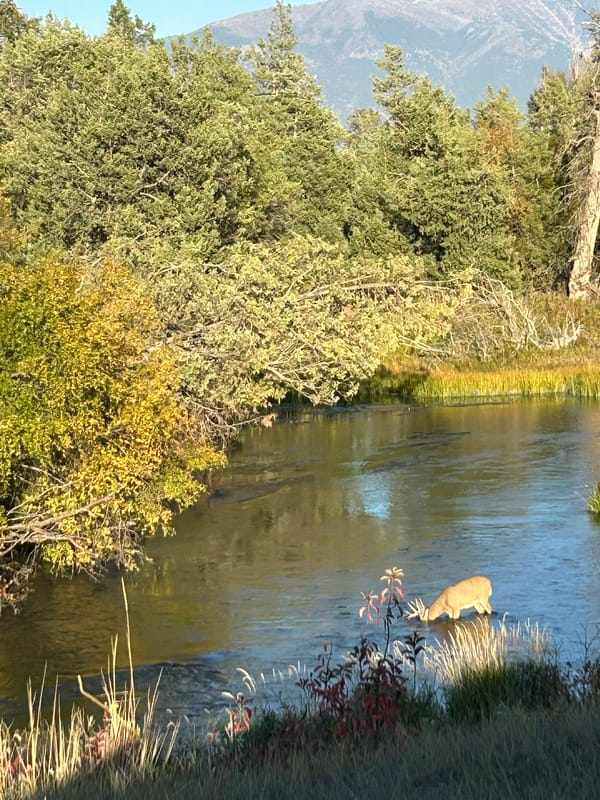 A photo of a large deer standing in a wide, slow river at sunset, with his entire face submerged in the water
