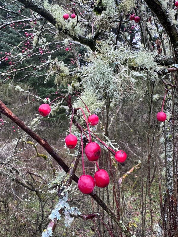 Photo of bright red tiny crab apples (I think) on bare winter branches covered in moss and sea-foam-green lichens
