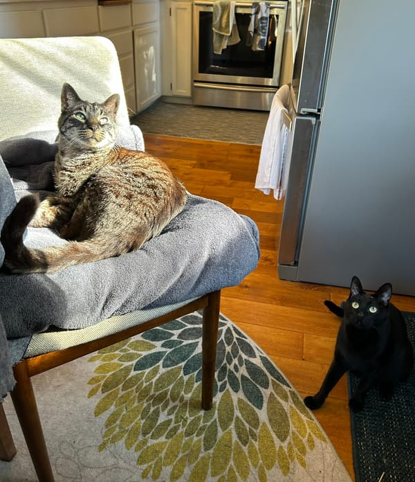A photo of a gray stripped cat and a black cat in a kitchen, staring at the person holding the camera and the treats. 
