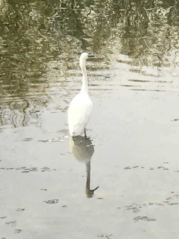 Photo of a tall white bird standing in gray water with ripples reflecting the trees above.